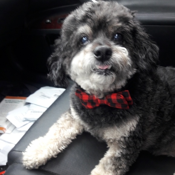 Meet your Posher, Jerry - Picture 2 of 4